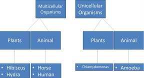 Examples of Muticellular and Unicellular Organisms