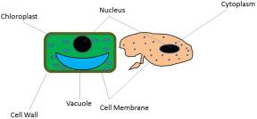 (Please click this picture for a clearer image) This picture shows the parts of a plant cell (left) and a animal cell (right).