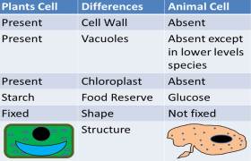 Differences of Animal Cells and Plant Cell